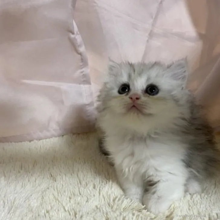 ID：2310-00754の子猫