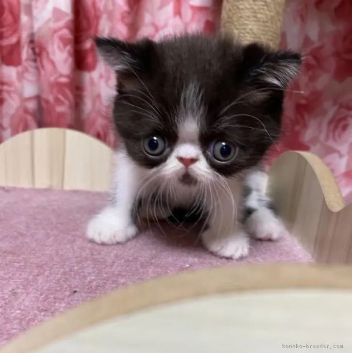 ID:2210-00413の子猫