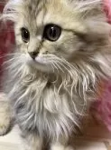 ペルシャ(チンチラ)【福岡県・男の子・2024年8月17日・】の写真2