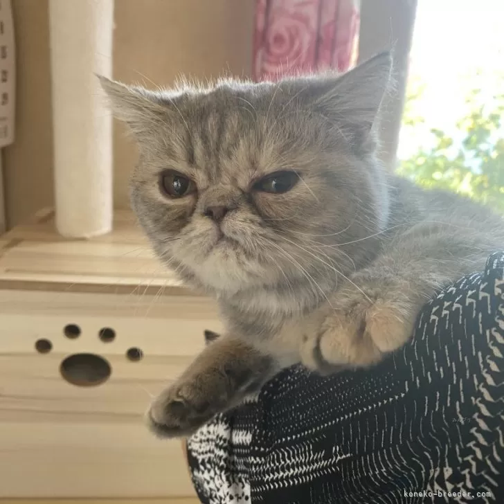 ID：2507-01924の子猫