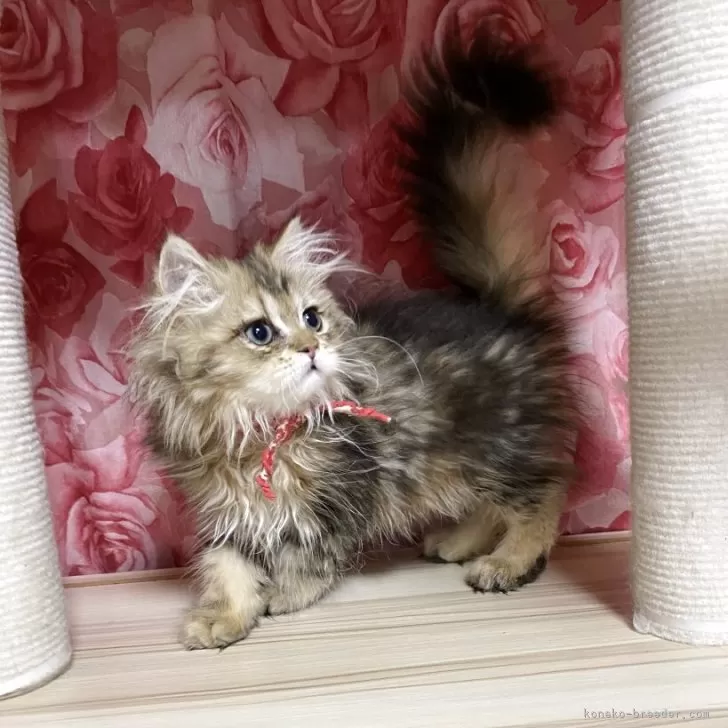 ID：2507-01553の子猫