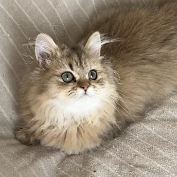 ID：2508-00311の子猫