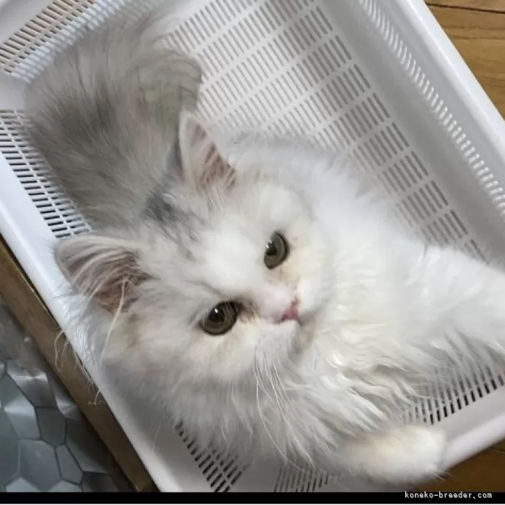 ペルシャ(チンチラ)【福岡県・男の子・2025年4月5日・チンチラシルバー】の写真1「びっくりするくらいおとなしい男の子」