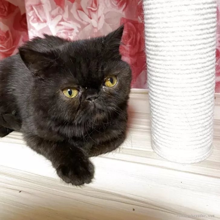 ID：2505-02231の子猫