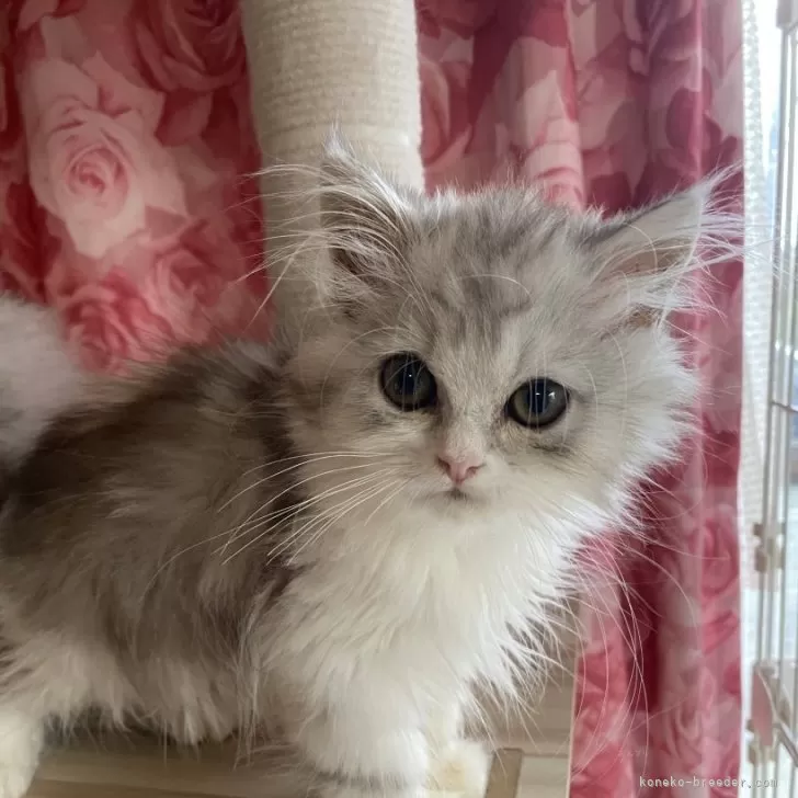 ペルシャ(チンチラ)【福岡県・男の子・2025年5月30日・チンチラシルバー】の写真1