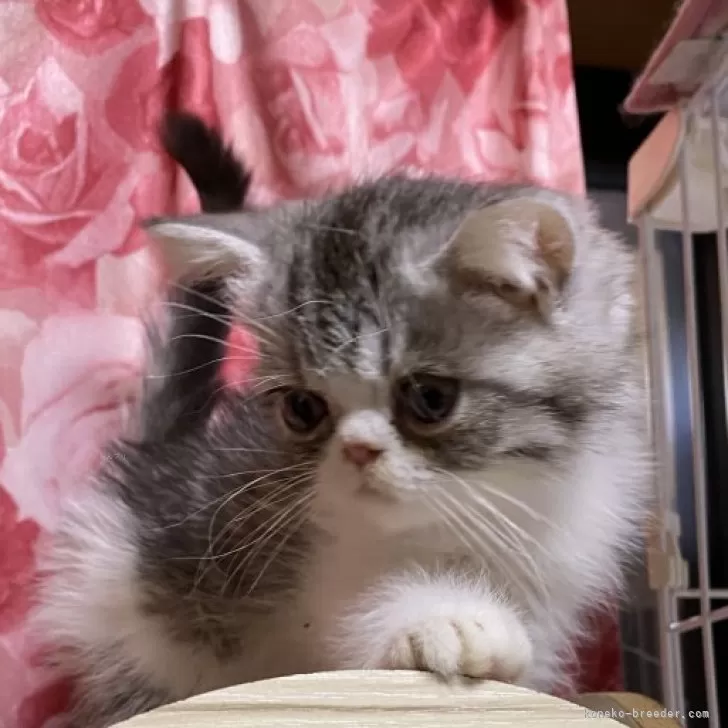 ID：2508-01852の子猫