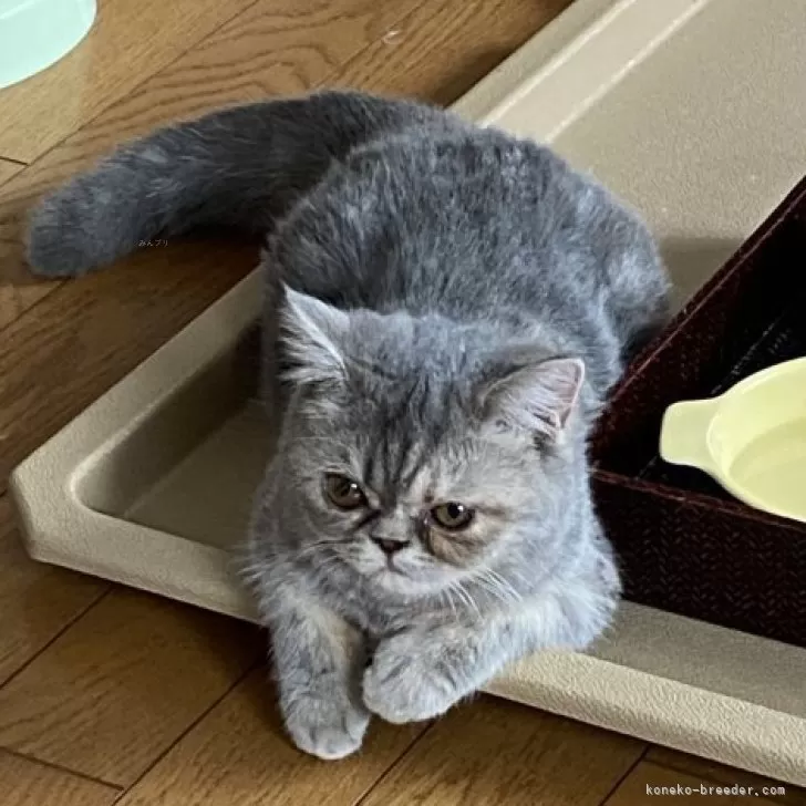 エキゾチックショートヘア【福岡県・女の子・2025年4月28日・ブルータビー&amp;ホワイト】の写真1「元気な女の子」