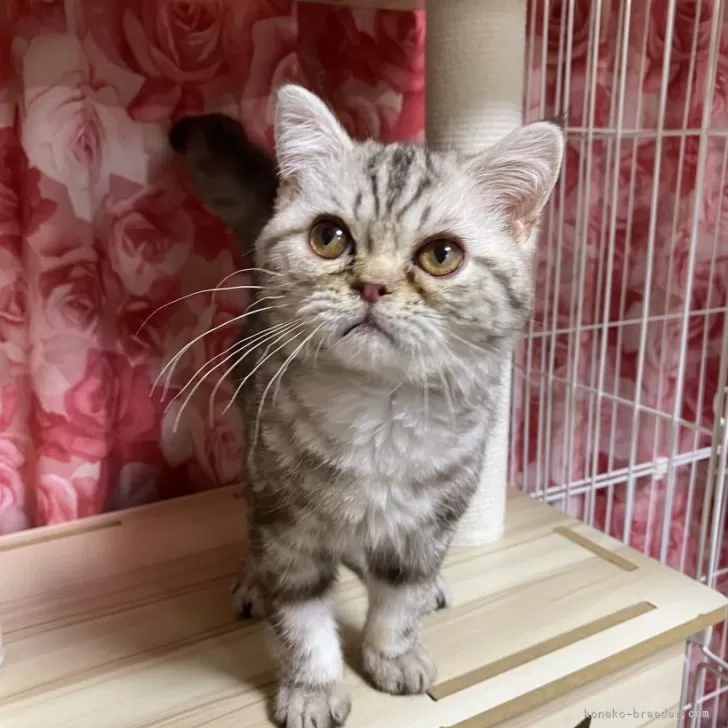 ID:2501-02058の子猫