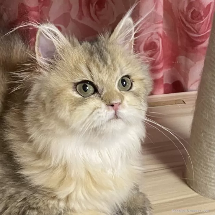 ペルシャ(チンチラ)【福岡県・男の子・2025年4月5日・チンチラゴールデン】の写真1「クリームぽいゴールデンです」