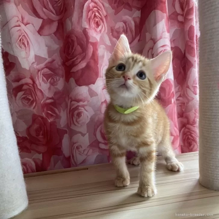 Y.T 様のお迎えした子猫
