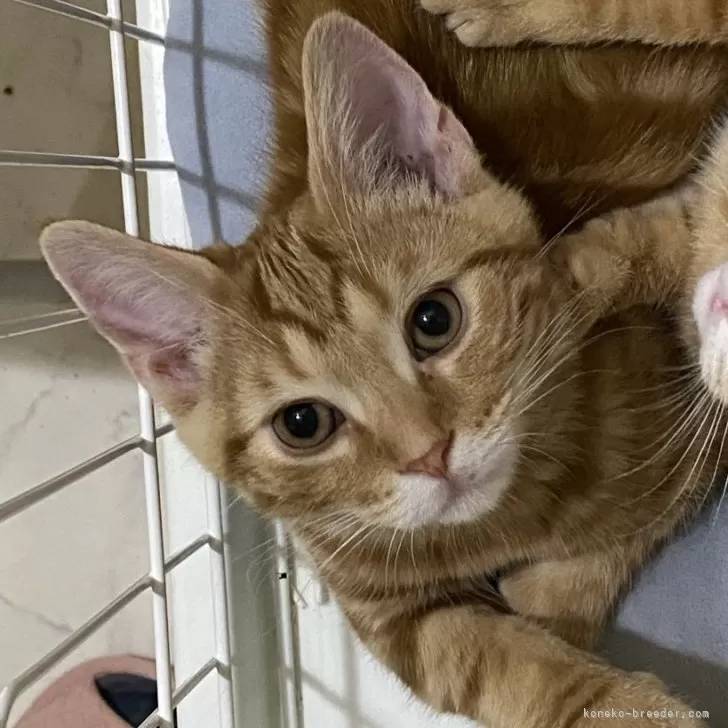 T.C 様のお迎えした子猫