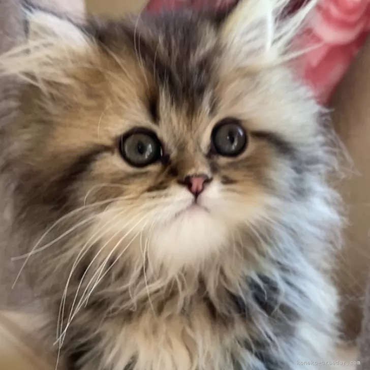 ID：2604-03117の子猫