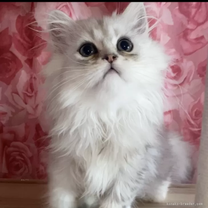 ID：2508-01847の子猫