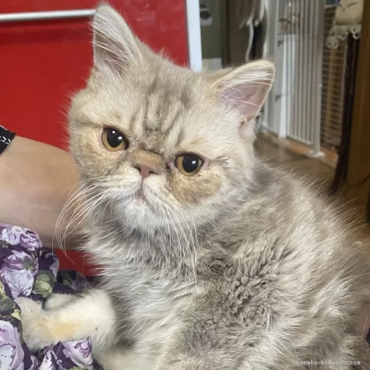 エキゾチックショートヘア【福岡県・男の子・2025年4月28日・シルバータビー&amp;ホワイト】の写真1「ブルータビーにクリームが入った個性的な色です」