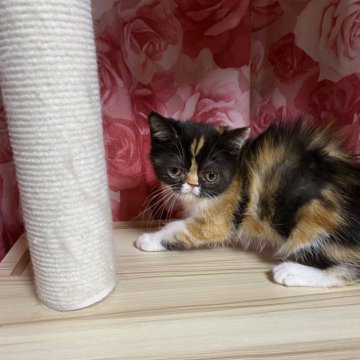 エキゾチックショートヘア【福岡県・女の子・2025年5月29日・キャリコ】の写真「カッコいい柄のキャリコ」
