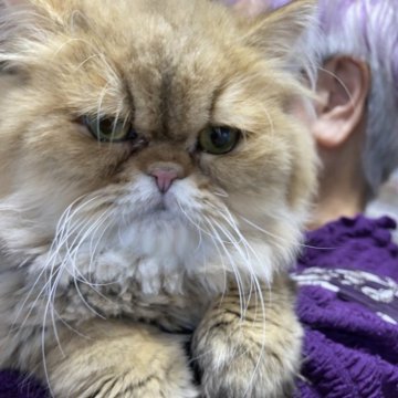 ペルシャ(チンチラ)【福岡県・男の子・2024年6月11日・チンチラゴールデン】の写真「おとなしい男の子」