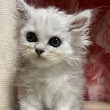 ペルシャ(チンチラ)【福岡県・男の子・2025年7月3日・チンチラシルバー】の写真「人懐っこい子」