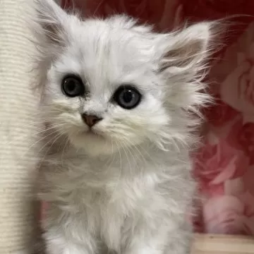 生後２ヶ月♡チンチラシルバー♡子猫ちゃん♡アートドール♡ぬいぐるみ♡ 生後2ヶ月♡チンチラシルバー♡子猫ちゃん♡アートドール