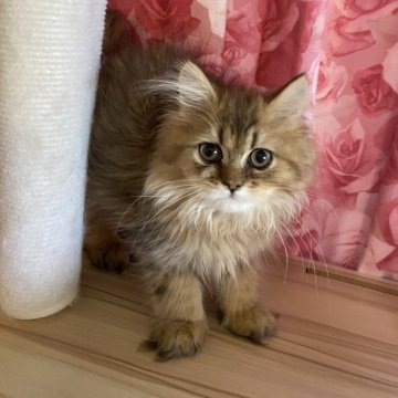 ペルシャ(チンチラ)【福岡県・男の子・2025年4月14日・チンチラゴールデン】の写真「甘えん坊な男の子」