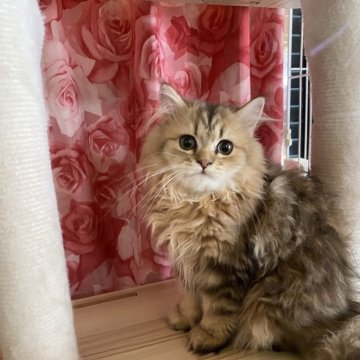 ペルシャ(チンチラ)【福岡県・女の子・2025年4月5日・チンチラゴールデン】の写真「大人しい人懐っこい子」