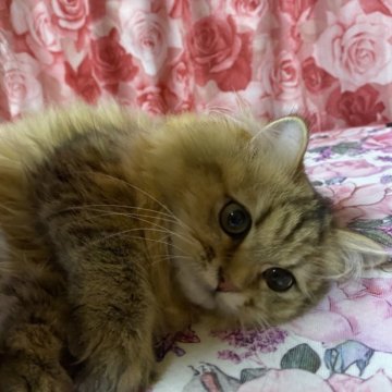 ペルシャ(チンチラ)【福岡県・女の子・2025年1月10日・チンチラゴールデン】の写真「甘えん坊な人懐っこい子」