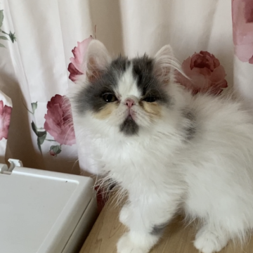エキゾチックロングヘア