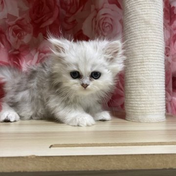 ペルシャ(チンチラ)【福岡県・男の子・2025年7月3日・チンチラシルバー】の写真「人懐っこい子」