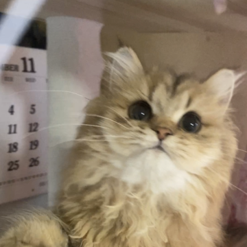 ペルシャ(チンチラ)【福岡県・女の子・2025年4月14日・チンチラゴールデン】の写真「チャーミングな御顔」