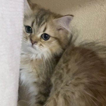 ペルシャ(チンチラ)【福岡県・女の子・2025年8月10日・チンチラゴールデン】の写真「元気な女の子」