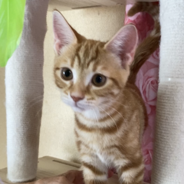 アメリカンショートヘア【福岡県・男の子・2025年8月13日・レッドタビー】の写真「綺麗な顔立ちの男の子」