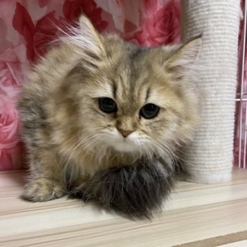 ペルシャ(チンチラ)【福岡県・女の子・2025年4月14日・チンチラゴールデン】の写真「小柄な甘えん坊な女の子」