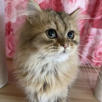 ペルシャ(チンチラ)【福岡県・女の子・2025年3月19日・チンチラゴールデン】の写真「小柄な人懐っこい女の子」