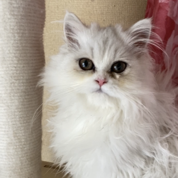 ペルシャ(チンチラ)【福岡県・女の子・2025年7月3日・チンチラシルバー】の写真「小柄な人懐っこい子」