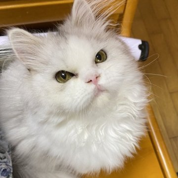 ペルシャ(チンチラ)【福岡県・男の子・2025年4月5日・チンチラシルバー】の写真「おとなしい小柄な人懐っこい子」