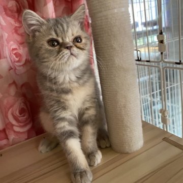 エキゾチックショートヘア【福岡県・女の子・2025年4月28日・ブルータビー&ホワイト】の写真「元気な女の子」