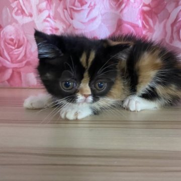 エキゾチックショートヘア【福岡県・女の子・2025年5月29日・キャリコ】の写真「カッコいい柄のキャリコ」