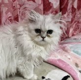 ペルシャ(チンチラ)