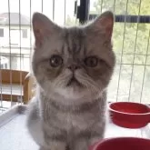 エキゾチックショートヘア