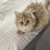 ペルシャ(チンチラ)