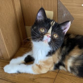 エキゾチックショートヘア