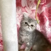 エキゾチックショートヘア