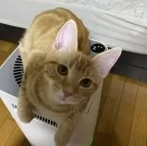 アメリカンショートヘア