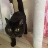 エキゾチックショートヘア