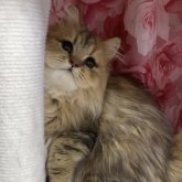 ペルシャ(チンチラ)