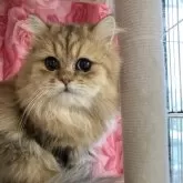 ペルシャ(チンチラ)