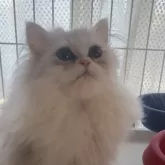 ペルシャ(チンチラ)