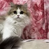 ペルシャ(チンチラ)