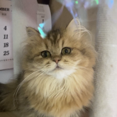 ペルシャ(チンチラ)