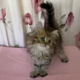 ペルシャ(チンチラ)