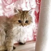 ペルシャ(チンチラ)